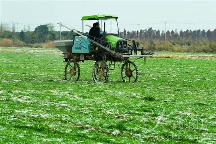 水田淹水期不宜施用哪种氮肥