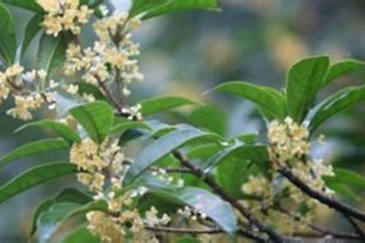 桂花施什么肥料？