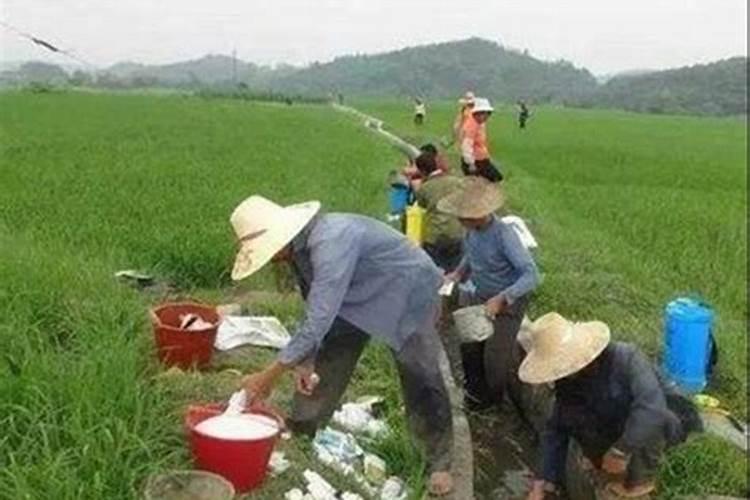 水溶肥是什么肥料 水溶性肥料的优缺点有哪些