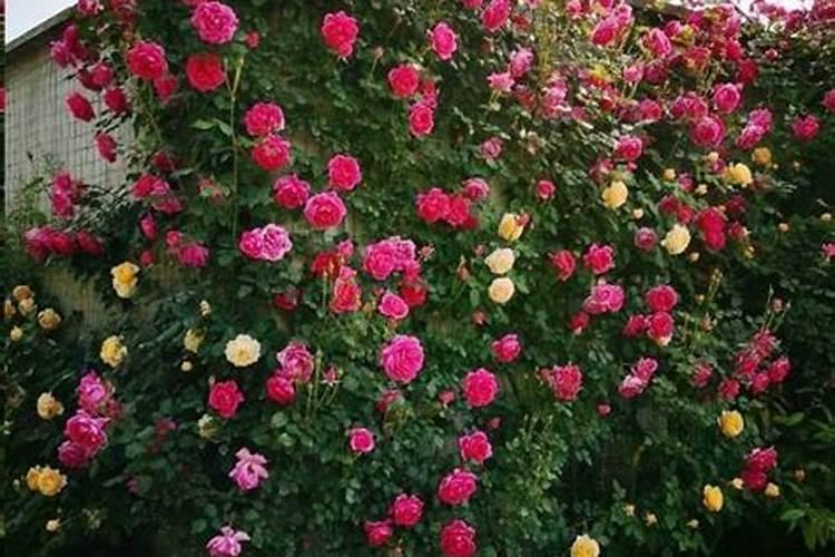 绿萝叶子脏了用什么擦好