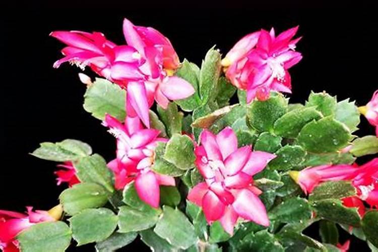 月季花现在都发芽了,而且也长新叶子了,可以施肥吗？