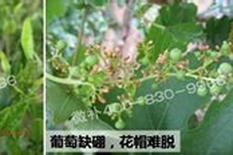 农家肥有什么？