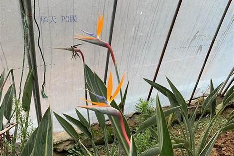 李子怎样保花保果