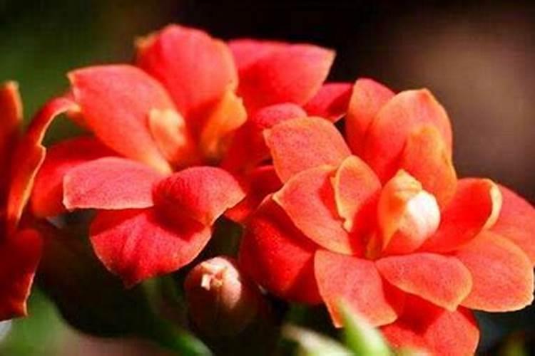 李子怎样保花保果 李子保花保果怎么做呢