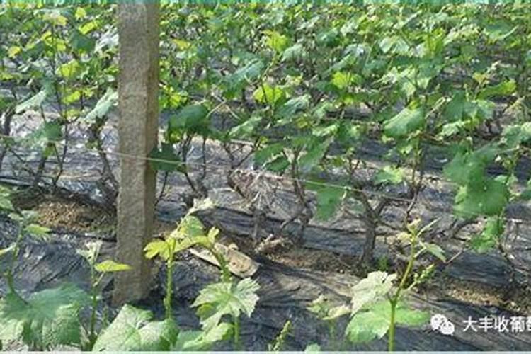 葡萄开花前施什么肥最好？大棚葡萄乍那花前施什么肥