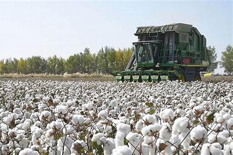 6种“不死花”,泼辣猛开花,半月不浇它,也挡不住开花