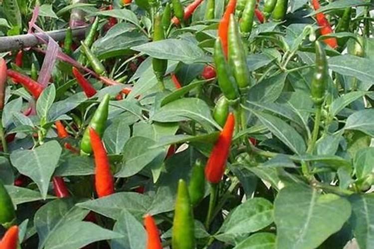 黄腐酸钾的使用方法