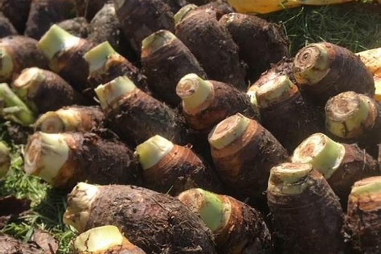 早熟蒜抽过蒜苔以后还可以施肥吗