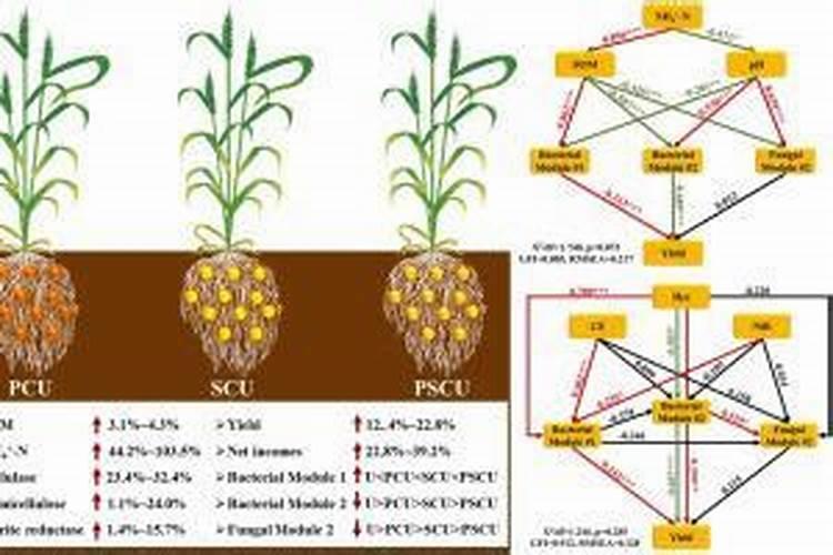 硼肥的施用方法有哪些？
