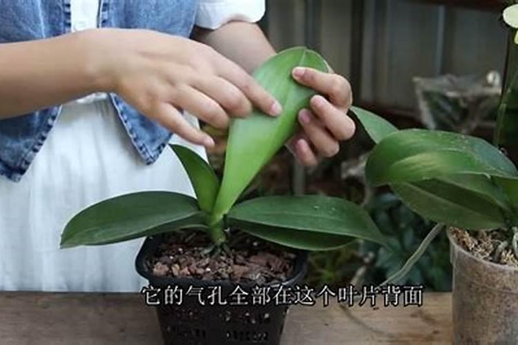 蝴蝶兰水养殖怎么施肥