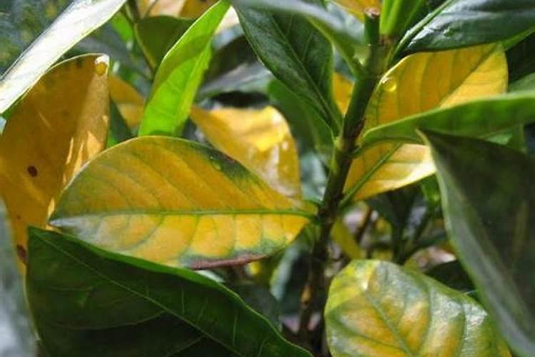 植物叶发黄用什么肥料