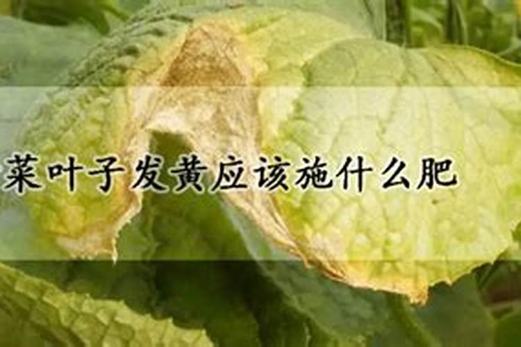 桃树叶子发黄打什么药