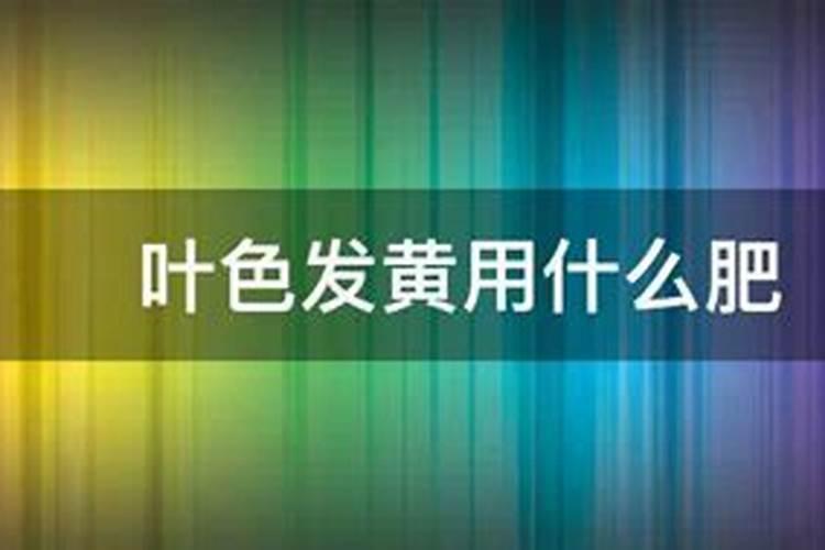 叶色发黄用什么肥