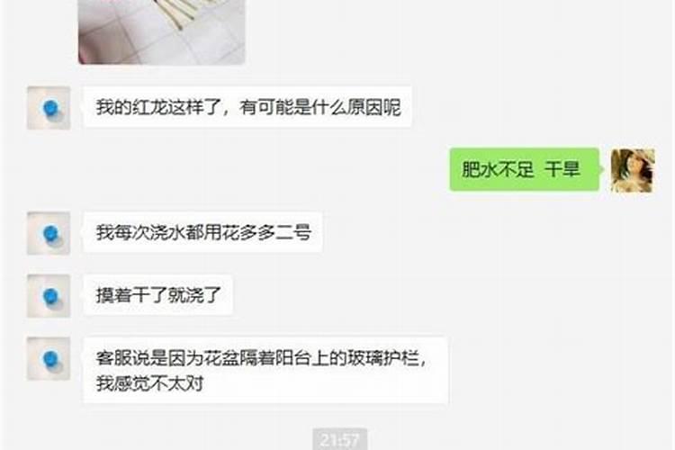 胡椒木怎么施肥