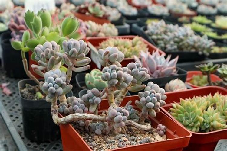 血橙种植的品种有哪些？怎么样？