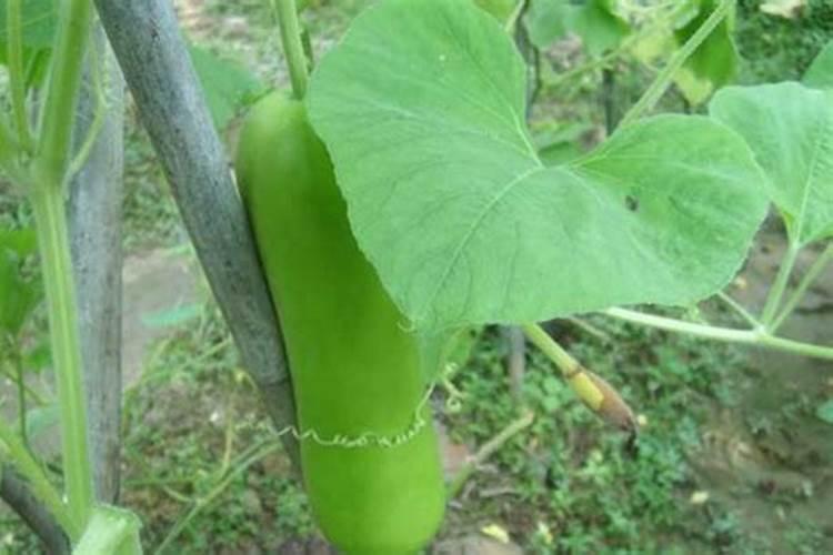 高钾肥可以跟生根肥混用吗