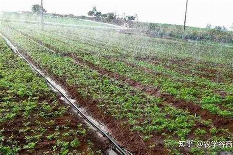 最近要给果树上肥了,选择上大化肥好还是水溶肥好？