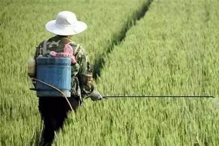 赤霉素加芸苔素应该怎么兑水？
