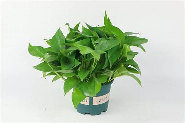 煮熟的黄豆水放了两三年能做肥料吗？