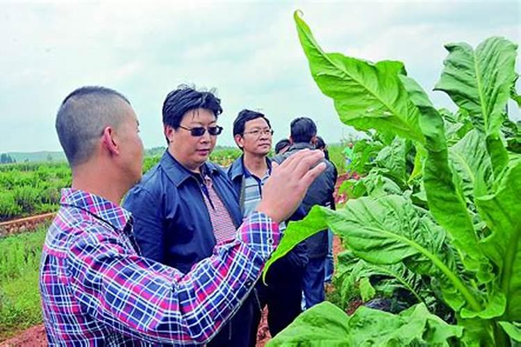 请问烤烟因重茬着黑茎病(俗称打地震)用什么药和方法好,另马铃薯病有得...