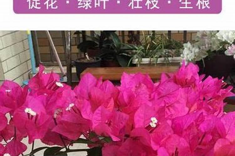 水稻杨花期能喷施叶面肥吗