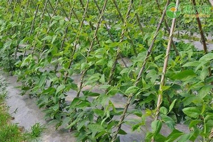 豆角到后期结的豆角短了有什么好办法改变吗？