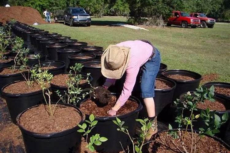 芸苔素能拌麦种吗