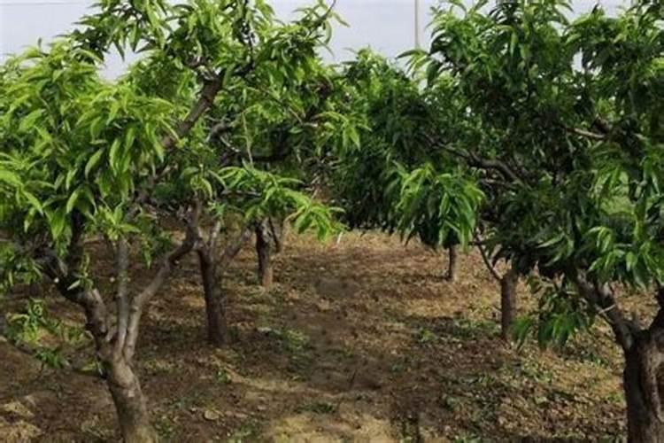 菊花开花时能施肥吗