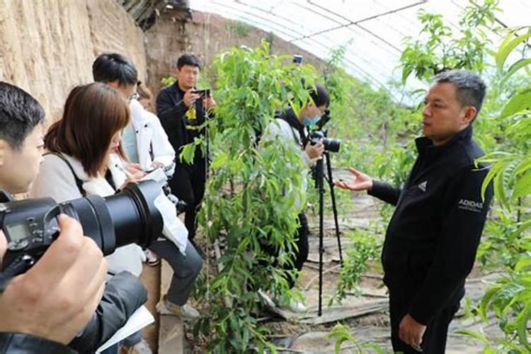 蟠桃裂果怎么办