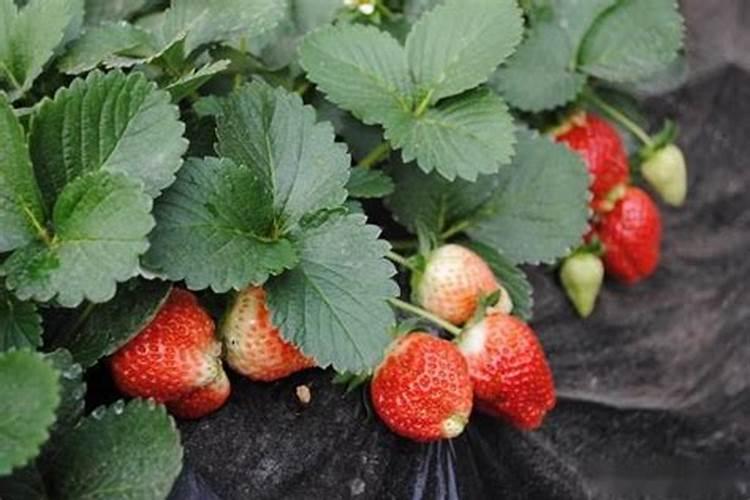 家庭养花肥料一般什么时间施肥