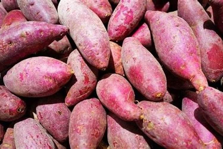 干旱对植物的生理过程有何影响