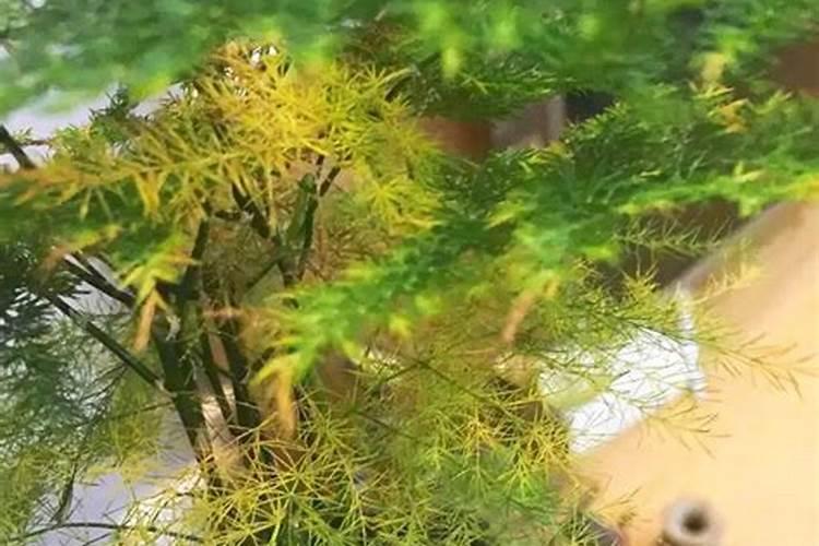 钾肥的作用是什么 钾肥有哪些种类