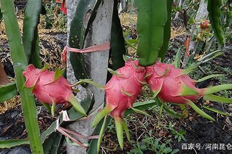 哪些是钾肥
