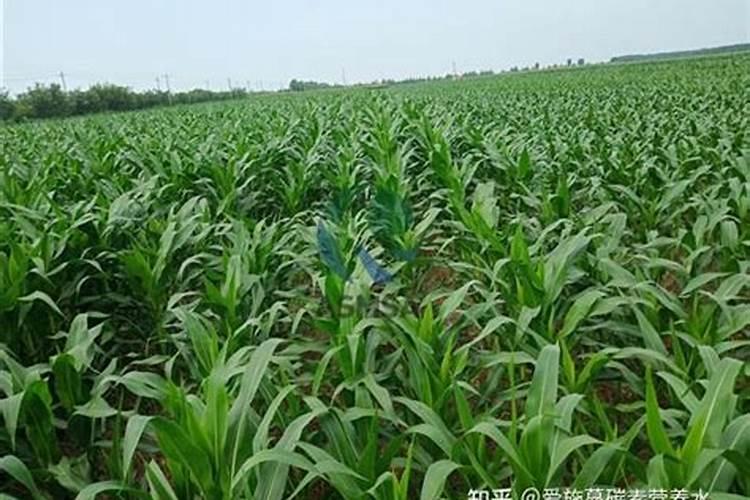 玉米使用什么叶面肥好(玉米喷施什么叶面肥效果最好)