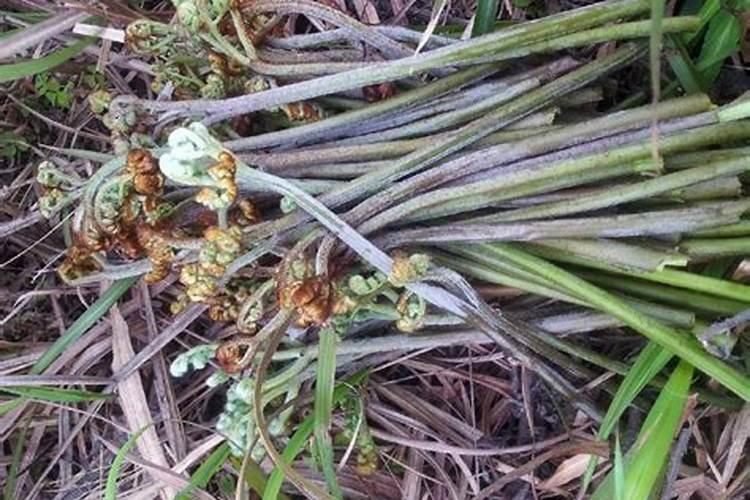 种花用什么肥料最好