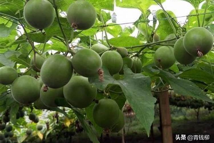 复合肥中的磷肥是指哪种磷肥