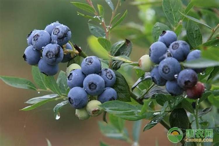 蓝莓花期用什么肥料