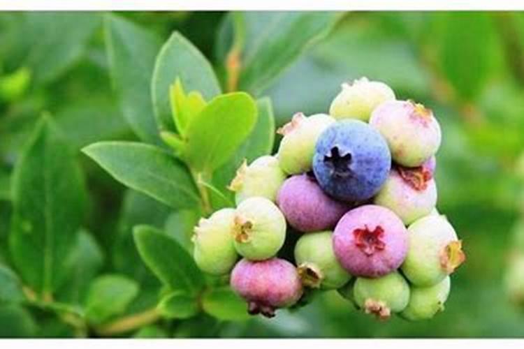 蓝莓用什么肥料最合适怎样给蓝莓施肥