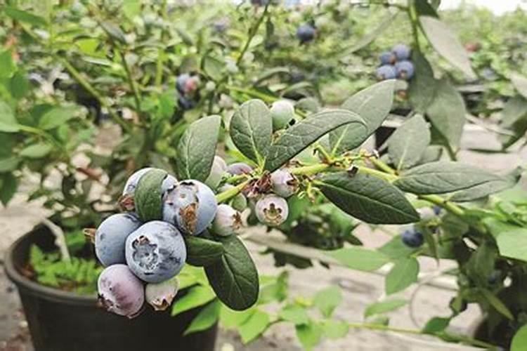 蓝莓打花苞正当时,该怎么养护才能让花苞繁多又饱满,结果更多呢？