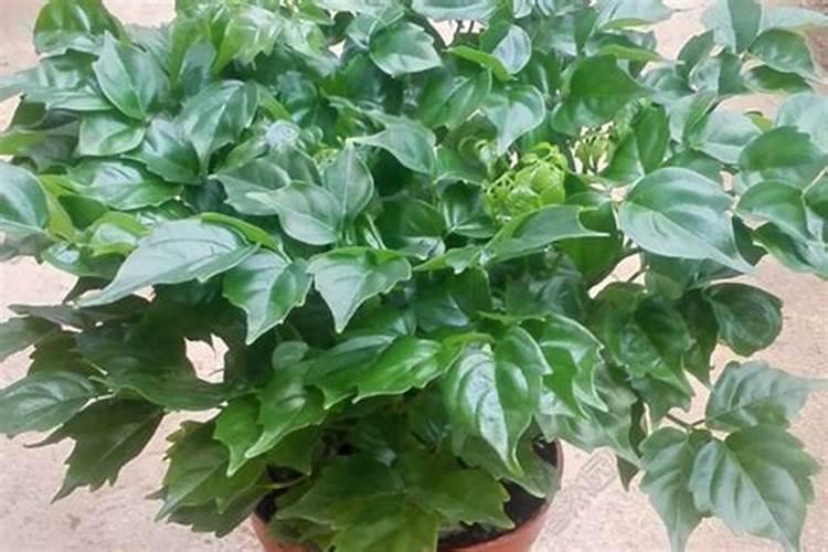 水溶性磷肥有哪些