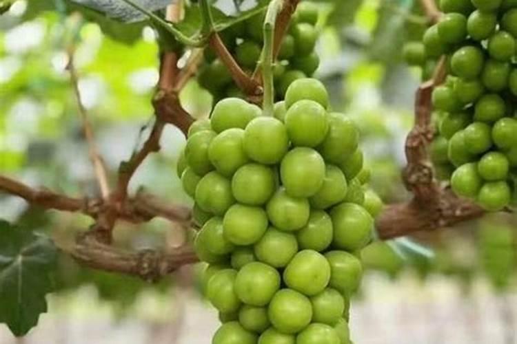 食盐为什么要加氯化钾