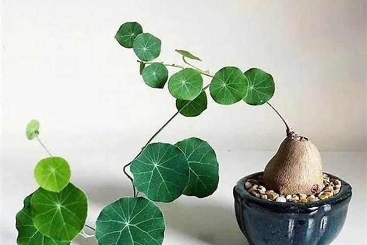 种地瓜时怎么施肥比较好