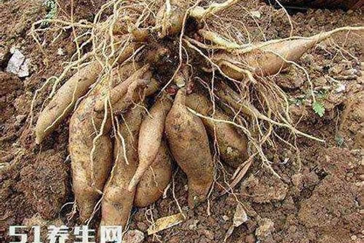 大棚红薯追肥用什么肥料好？用什么化肥产量高？用哪种水溶能能增产？