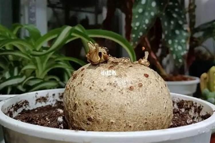 山药长粗用什么肥好？水溶肥怎么用效果好