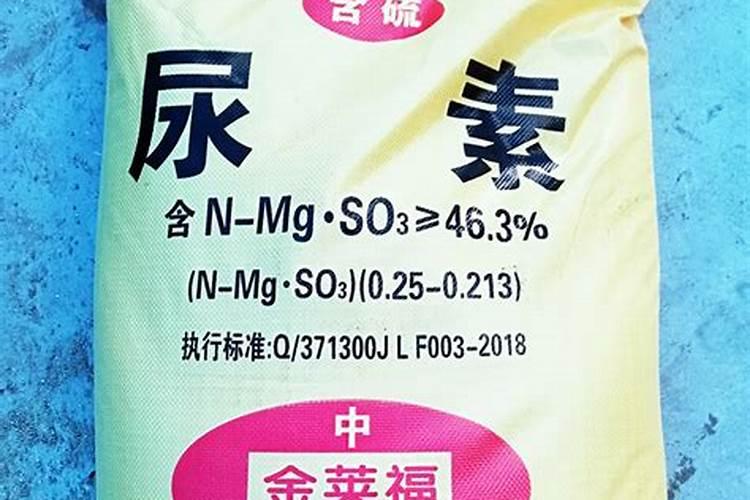 大棚豆角的栽培技术
