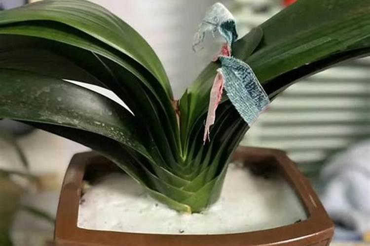 芸苔素的使用方法