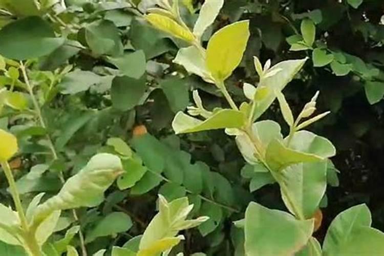 丹参第三次施肥什么时候好