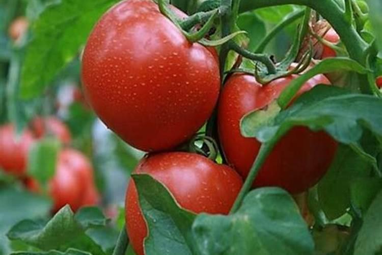 梨树花蕾如何保护