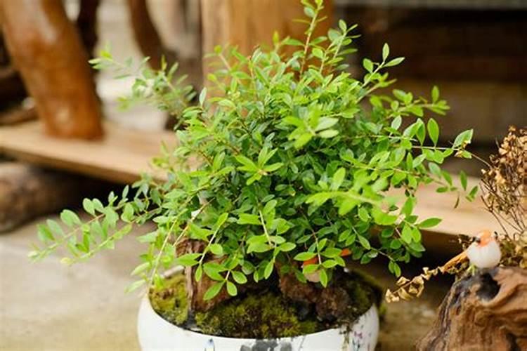 桃树苗种植步骤 桃树怎么施肥好