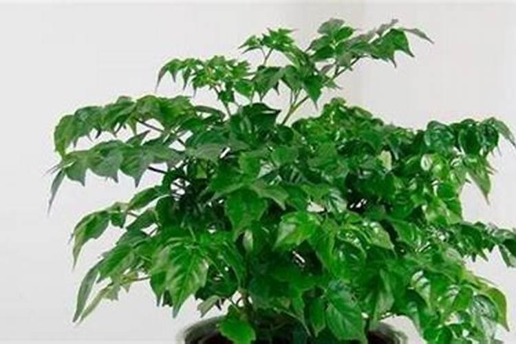 桃树苗用水掺生根粉泡多长时间最好